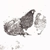 phoenix and hamburgh bantam 