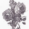 bouquet study 1a