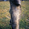 Ripple, detail