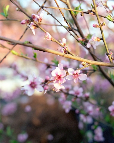 Pink Flowers, Oxnard, CA. 2007