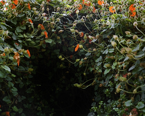 Orange flowers, Ventura, CA. 2009