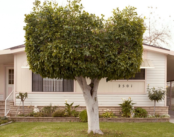 Square Tree, Oxnard, CA. 2005