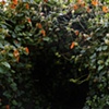Orange flowers, Ventura, CA. 2009