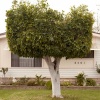 Square Tree, Oxnard, CA. 2005