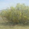 Dying Wish (Retama Tree) 14 Years out of a Death Row Sentence