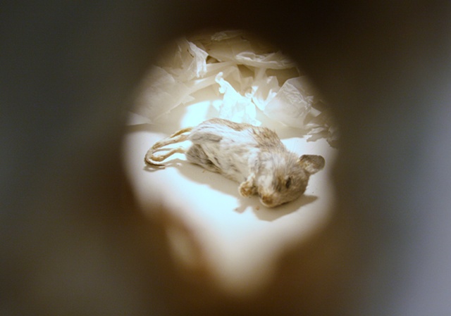 Darren Jones artist, It's the little things that make me think you care, preserved mouse
