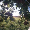 Apples