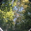 Tree Tops
