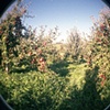 Apples 2