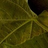 Series: Flores