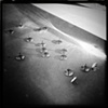 tacks, gene