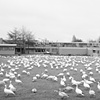 snow geese migration