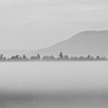 fog + trees = almost rothko