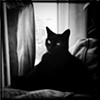 the return of the black cat