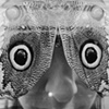 butterfly/self