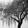 willows