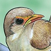 Experiment: Bird for Adam