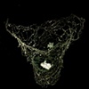 Glass Nests