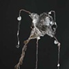 Glass Sea Bloom