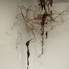 Stain Vine