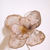 Daisy
SOLD