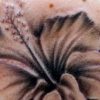 hyacinth in black and grey