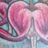 bleeding heart flower