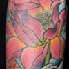 Koi & lotus