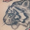 Quyens tiger 2011