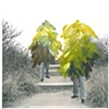 Trees With Feet 