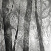 Untitled Forest