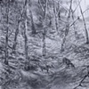 Charcoal