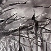 Untitled Area in the Forest