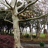The Nest Project