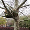The Nest Project
