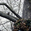 The Nest Project