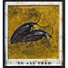 Chum (detail)