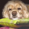 Sadie