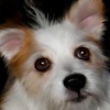 Midge