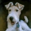 Handsome Harry