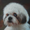 Cooper