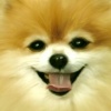 Cookie