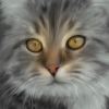 Grey kitty