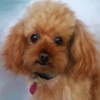 Brandy