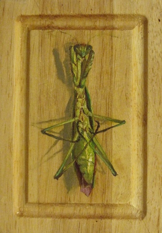 Mantis (praying)