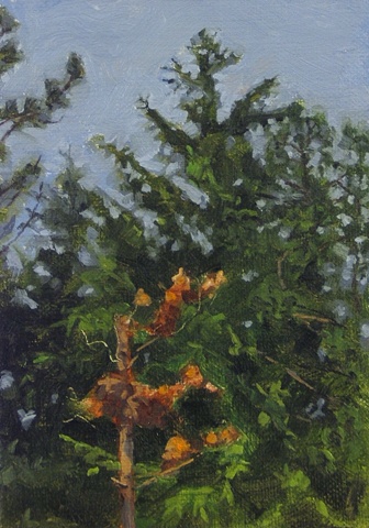 houghton pines IV