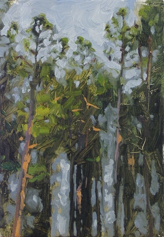 houghton pines
