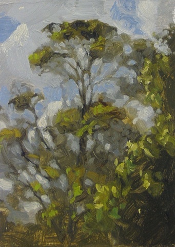 ocean grove trees