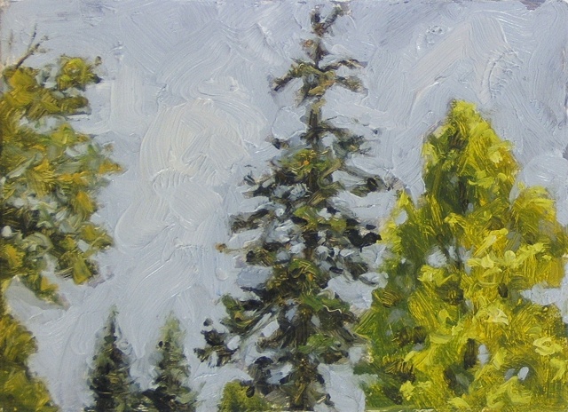 williams campus treetops
