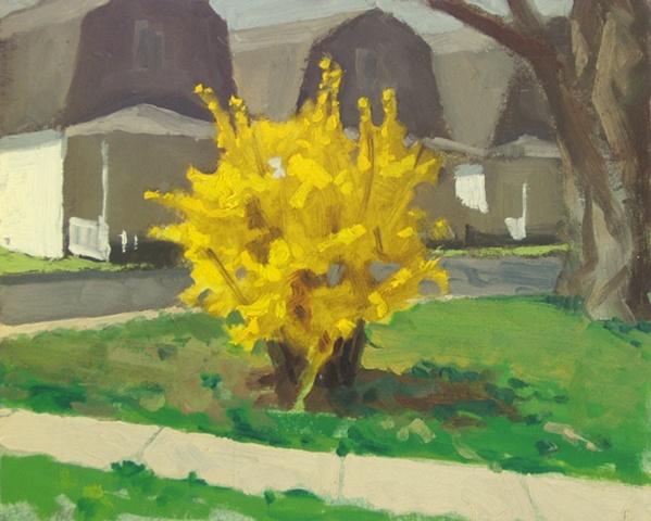 ocean grove forsythia
